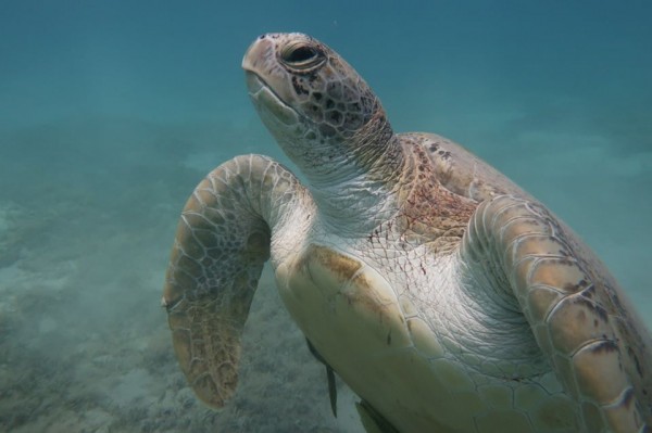Marsa Mubarak & Marsa Shoona