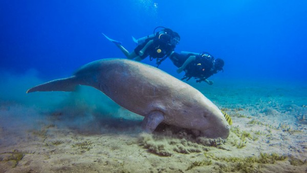 Unlimited Dives House Reef 16 DAYS