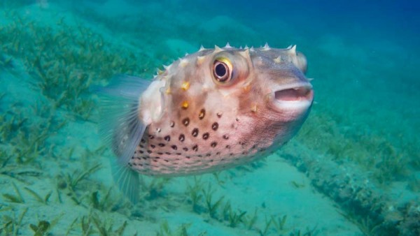 North Red Sea package 6 days from the shore